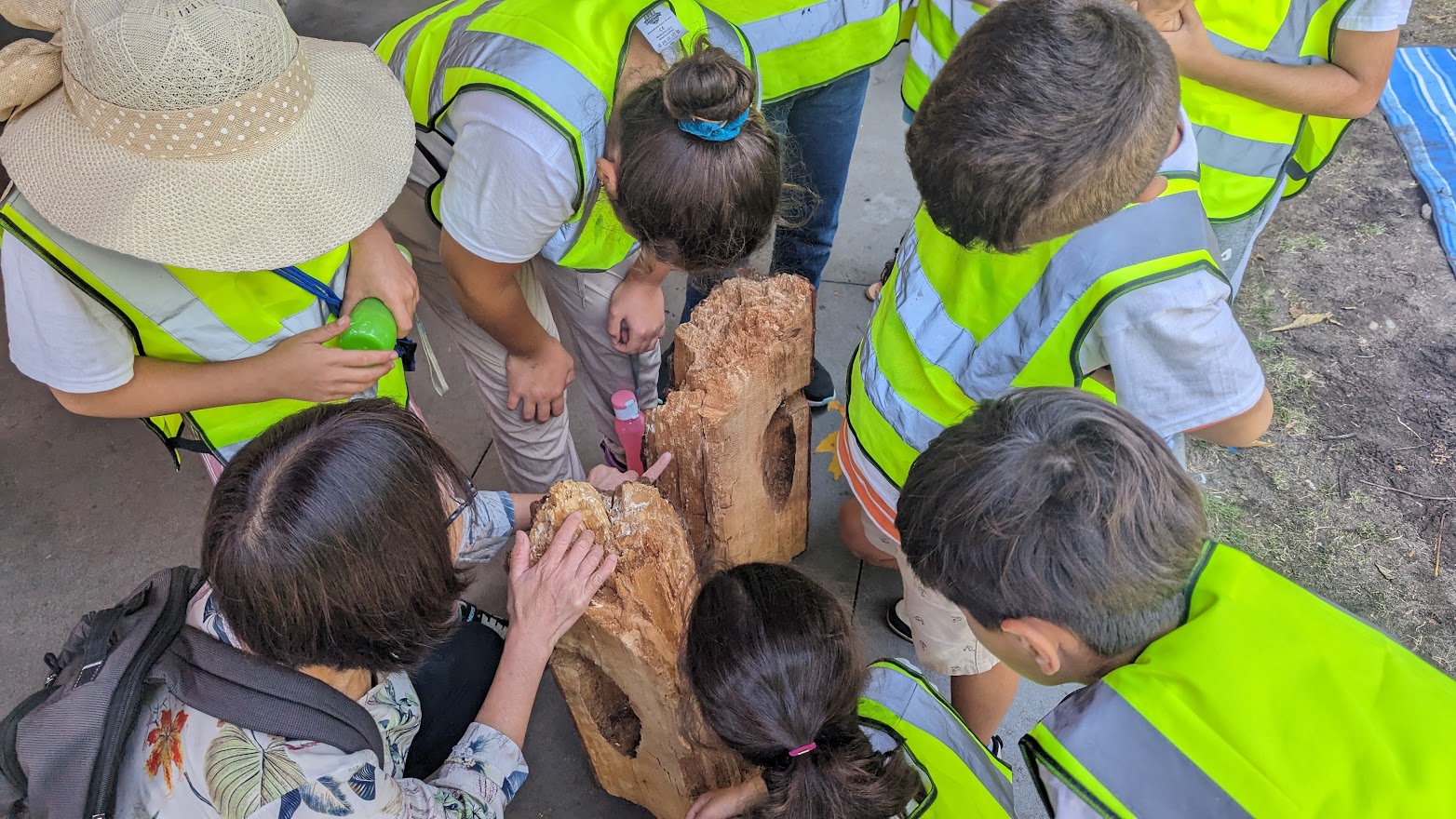 Looking over the heads of children as they are bent over a log that has been cut in half, discussing the animals that used it with an instructor.